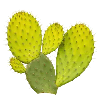 Ekstrakt af opuntia-stængel (nopal) 10:1