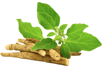 Ashwagandha-ekstrakt