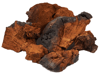 Chaga