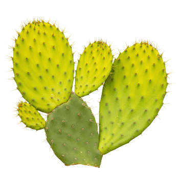 Figenkaktus (nopal) stængelekstrakt 10:1